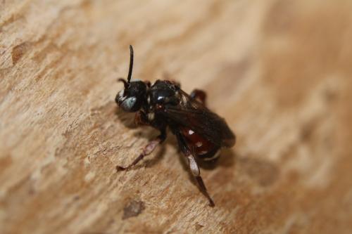 Epeoloides coecutiens